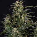 Northern Lights Automatic (Zamnesia Seeds) feminizada