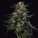 Northern Lights Automatic (Zamnesia Seeds) feminizada