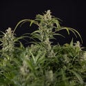 Northern Lights Automatic (Zamnesia Seeds) feminizada