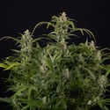 Northern Lights Automatic (Zamnesia Seeds) feminizada