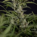 Northern Lights Automatic (Zamnesia Seeds) feminizada