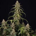 Sticky Beast Automatic (Zamnesia Seeds) feminizada