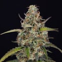 Sticky Beast Automatic (Zamnesia Seeds) feminizada