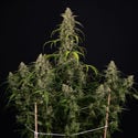 Sticky Beast Automatic (Zamnesia Seeds) feminizada