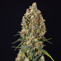 Sticky Beast Automatic (Zamnesia Seeds) feminizada