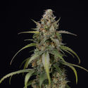 Sticky Beast Automatic (Zamnesia Seeds) feminizada