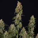 Sticky Beast Automatic (Zamnesia Seeds) feminizada