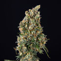 Sticky Beast Automatic (Zamnesia Seeds) feminizada