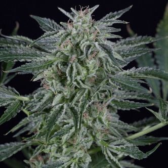 Critical Jack Autoflowering (Silent Seeds) feminizada