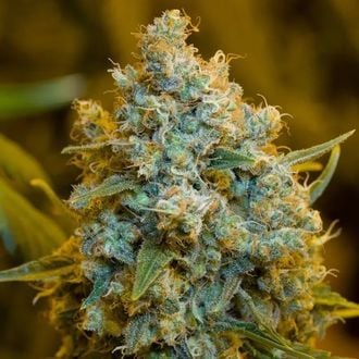 Critical Jack (Silent Seeds) feminizada