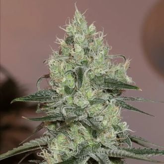 Original Amnesia (Silent Seeds) feminizada