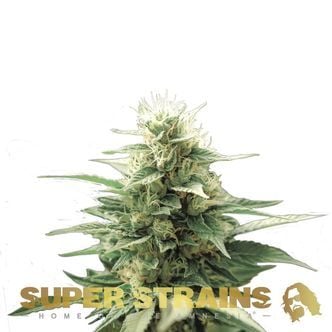 Automatic Fini (Super Strains) feminizada