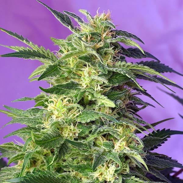 Sweet Mix Auto pack de 10 semillas autoflorecientes, Sweet Seeds