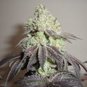 Girl Scout Cookies (Zamnesia Seeds) Feminizada