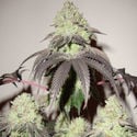 Girl Scout Cookies (Zamnesia Seeds) Feminizada