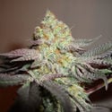 Girl Scout Cookies (Zamnesia Seeds) Feminizada