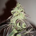 Girl Scout Cookies (Zamnesia Seeds) Feminizada