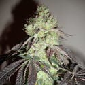 Girl Scout Cookies (Zamnesia Seeds) Feminizada