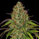 Lemon Power Haze (Zamnesia Seeds) feminizada