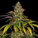 Lemon Power Haze (Zamnesia Seeds) feminizada