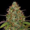 Lemon Power Haze (Zamnesia Seeds) feminizada