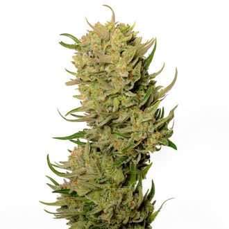 AK-020 Autoflower (Amsterdam Genetics) feminizada