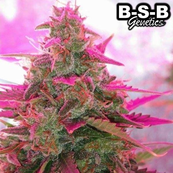 Auto Sweet Tooth | BSB Genetics | Semillas De Marihuana - Zamnesia