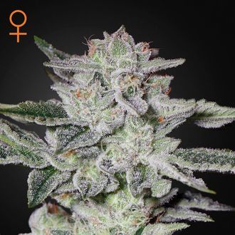 Sweet Valley Kush (Greenhouse Seeds) Feminizada