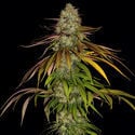 Larry Bird Kush (Zamnesia Seeds) Feminizada