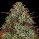 Larry Bird Kush (Zamnesia Seeds) Feminizada