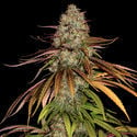 Larry Bird Kush (Zamnesia Seeds) Feminizada