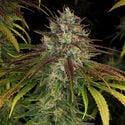 Larry Bird Kush (Zamnesia Seeds) Feminizada