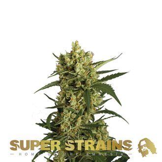 Crackers (Super Strains) feminizada