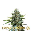 Eden (Super Strains) feminizada