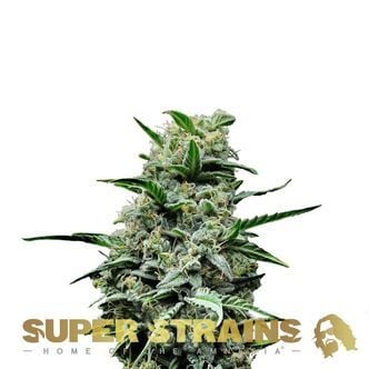 Mexican Candy (Super Strains) feminizada