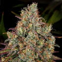 Purple Punch (Zamnesia Seeds) feminizada