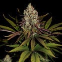 Purple Punch (Zamnesia Seeds) feminizada