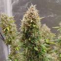 Runtz Automatic (Zamnesia Seeds) feminizada