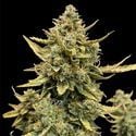 Runtz Automatic (Zamnesia Seeds) feminizada