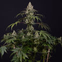 Runtz Automatic (Zamnesia Seeds) feminizada