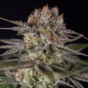 Runtz Automatic (Zamnesia Seeds) feminizada