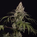 Runtz Automatic (Zamnesia Seeds) feminizada