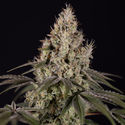 Runtz Automatic (Zamnesia Seeds) feminizada