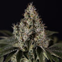 Runtz Automatic (Zamnesia Seeds) feminizada