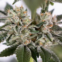 Runtz Automatic (Zamnesia Seeds) feminizada