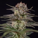 Runtz Automatic (Zamnesia Seeds) feminizada