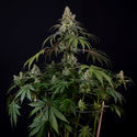 Runtz Automatic (Zamnesia Seeds) feminizada