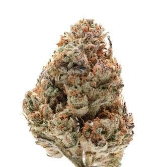 Octane Fire (Growers Choice) feminizada