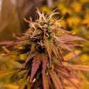 Apple Fritter Automatic (Zamnesia Seeds) feminizada