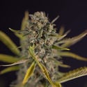 Apple Fritter Automatic (Zamnesia Seeds) feminizada